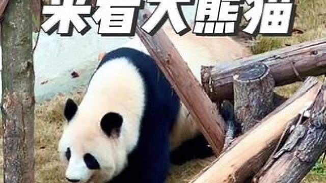 #亲子游玩好去处 #成都周边游 #遛娃好去处 #假期游玩 #来这吸熊猫 又来看花花了！这样的行程太棒