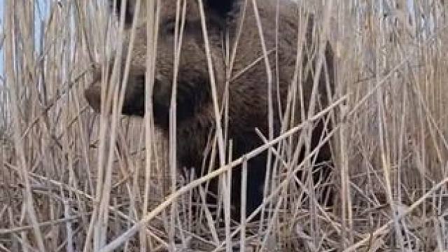 野生动物零距离~