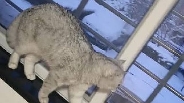 #赏雪的猫咪 #记录猫咪日常