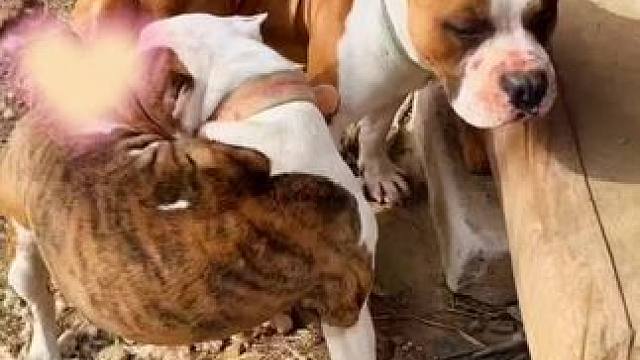 花椒可算要回来了#斯塔福 #猛犬 #萌宠