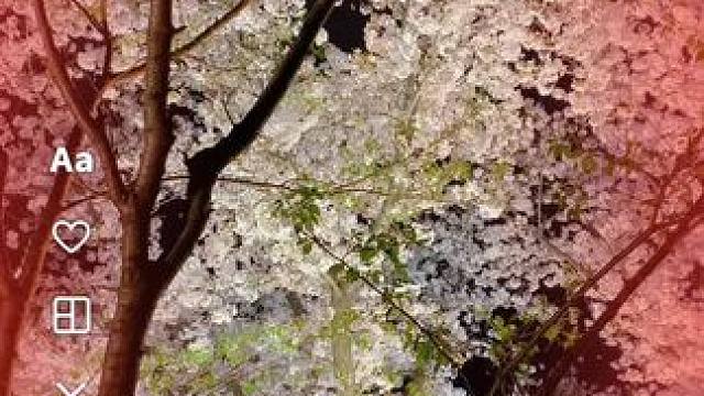 #春天必打卡的樱花胜地 #好看的花一定要分享给你 #春天的温柔已长满枝头