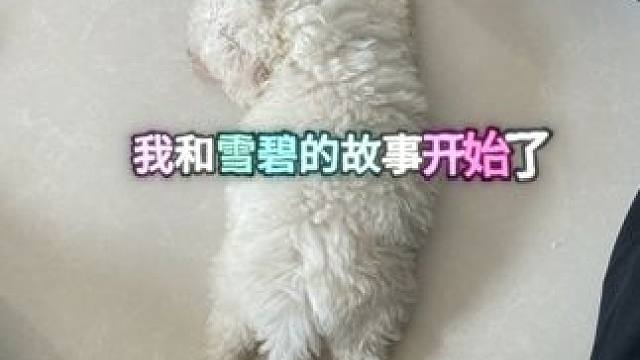 狗狗不是宠物，是家人！ #比熊