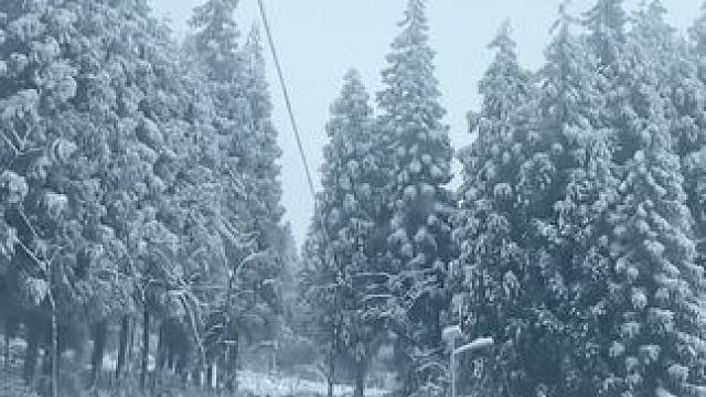 春节看雪在路上 #来雅安龙苍沟赴一场冰雪之约 #一起堆雪人 #龙苍沟森林冰雪节 #龙苍沟森林公园 #