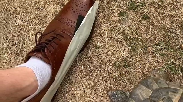 "记仇小乌龟的复仇行动：一次意外触碰引发的追逐大战"#宠物龟 #萌宠搞笑视频 #