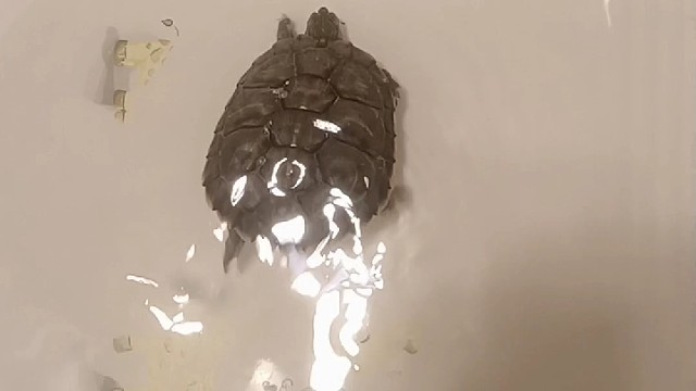 #龙宝宝#年味#养龟人#巴西龟