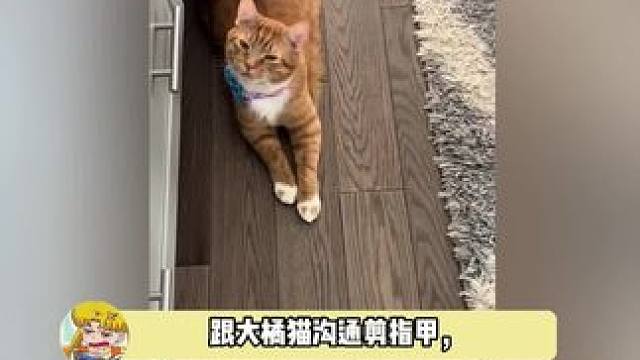 不耐烦但是乖乖听，就是不答应