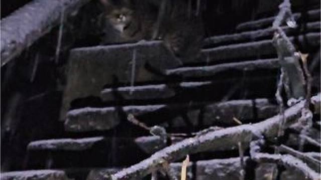 昨晚紫金山风雪中的小可怜，四周的树都在倒塌，它也不敢跑四周也没个遮挡的地方，想带它走结果它跑了
#户