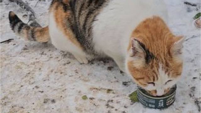 一共带了五个罐罐上紫金山，已经喂了三个罐罐，想吃的快来找我
#现场实拍 #动物的迷惑行为 #户外 #