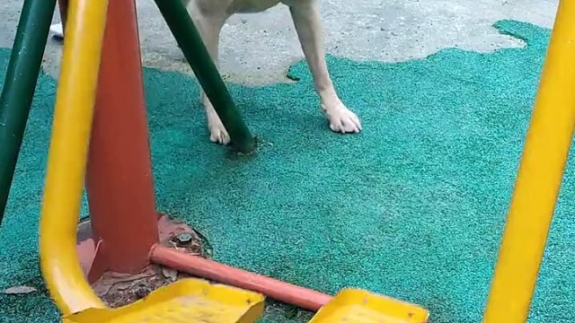 狗狗的迷惑行为