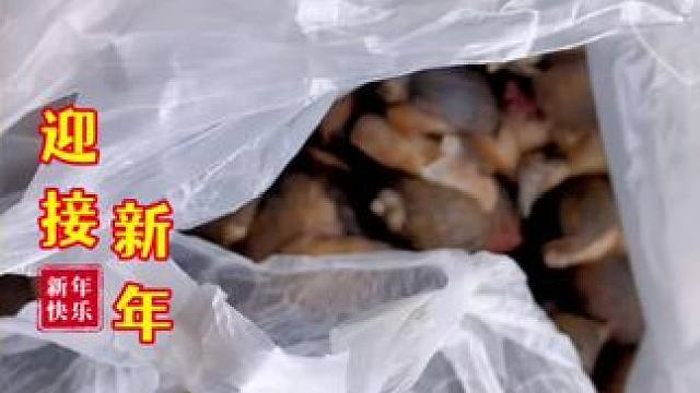 #大海的馈赠 #好东西一起分享给大家 #快来一起尝个鲜 #营养丰富 #今天的收获