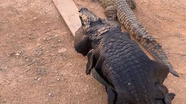 你怂了我日了。哈哈哈