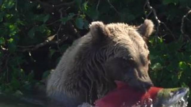 野生动物零距离~