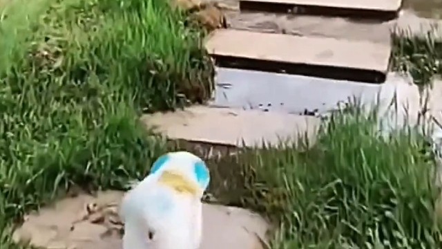 恰到好处的步伐，摇曳多姿