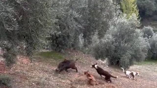 野生动物零距离~