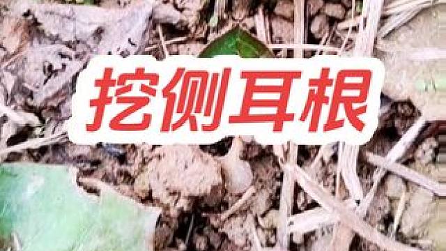 #农村生活 #回村的生活#挖侧耳根 ，今天老妈喊我去挖侧耳根