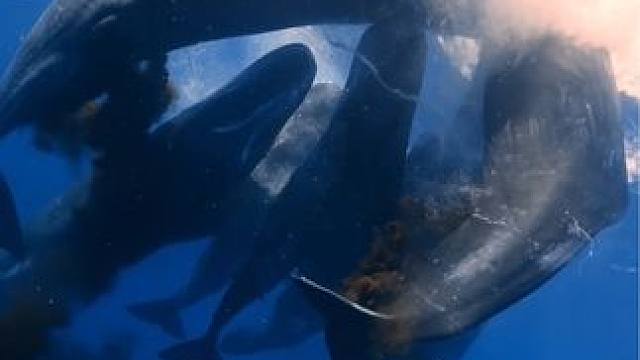 震撼的抹香鲸之旋转拉臭臭
：BlueSoul摄影师
旅行 #画面太美 #一不小心就误入仙境了 