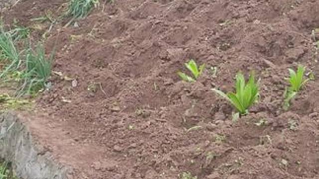 #自己种的纯天然的绿色蔬菜 #菜园子有机蔬菜 你们玩吧，#一份耕耘一份收获