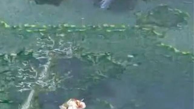 （三）大熊原声大碟，1号位DPS白虎4v5，蓝杖双流星