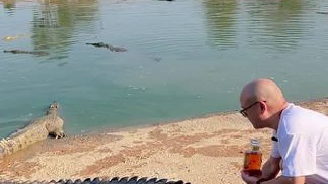 喝好酒体验公鳄鱼的乐趣，新春有福利#鳄珍鳄鱼酒 #好酒推荐