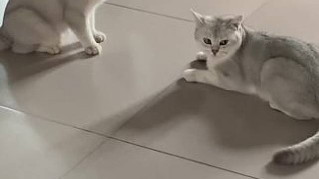 #猫咪打架现场 #记录猫咪日常 #你的猫孩子也是这样玩吗 出息了儿子打老子了