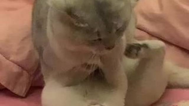 咪咪1号和咪咪2号比武了#猫咪打架现场 #傻猫 #傻猫的日常 #动物的迷惑行为 #记录猫咪日常