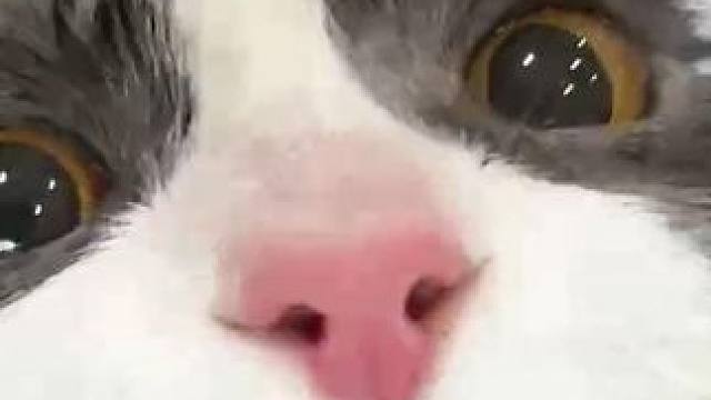 过年了带猫猫去泡个澡 洗的香喷喷的 么么么