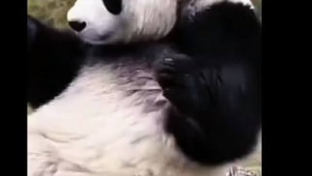 动作太漂亮了#大熊猫#国宝#动物的迷惑行为