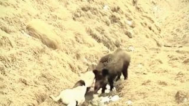 野生动物零距离~