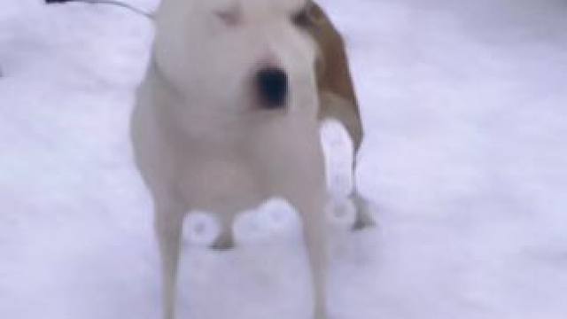 大家新年快乐 点赞关注的朋友 2024发大财#斯塔福 #赛级犬 #萌宠 #赛级