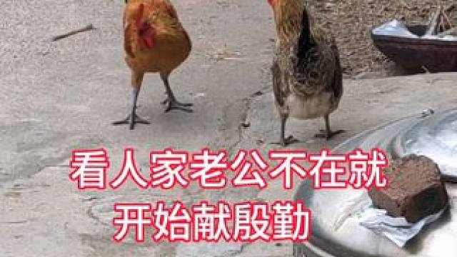 这公鸡还是很温柔的，不来硬的，是个有情调的公鸡#农村散养土鸡