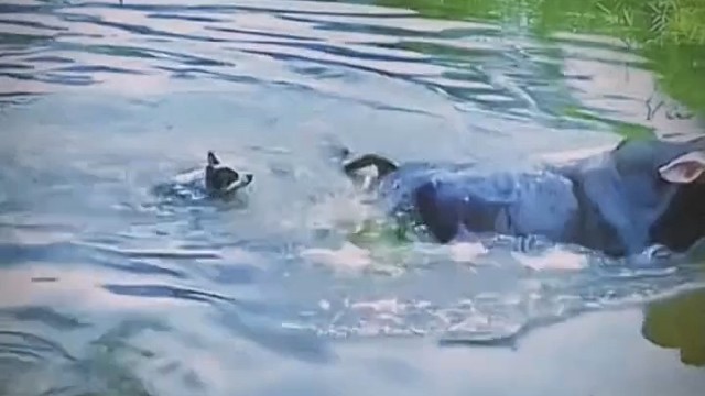 这一脚踢地漂亮