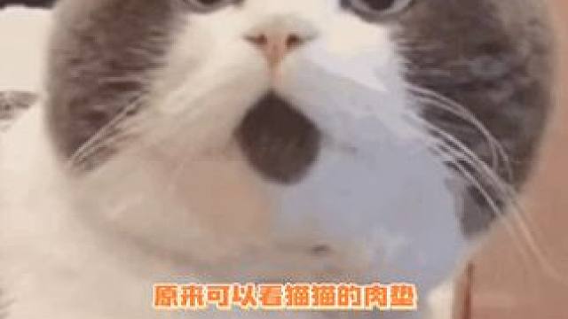 快看看你家猫主子是什么性格呐～～