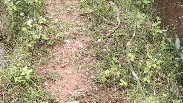 走个路都能见到蛇