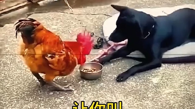 这公鸡太聪明了