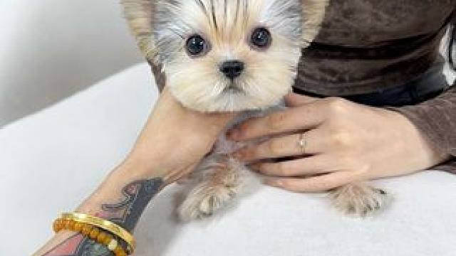  今日上新 约克夏弟弟#约克夏 #狗狗 #约克夏犬 #萌宠 #小体约克夏