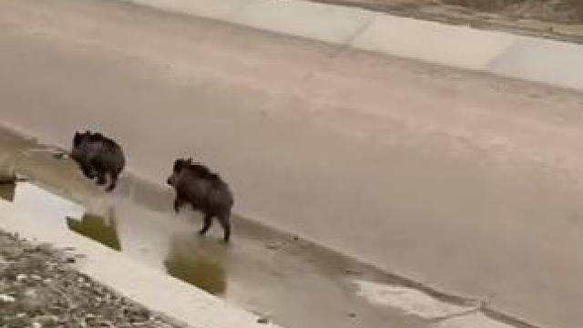 野生动物零距离~