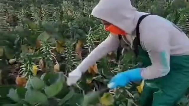 好快的双手真能干