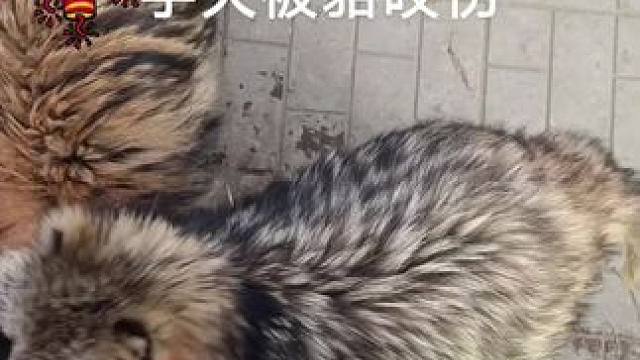 小动物们能有多治愈~