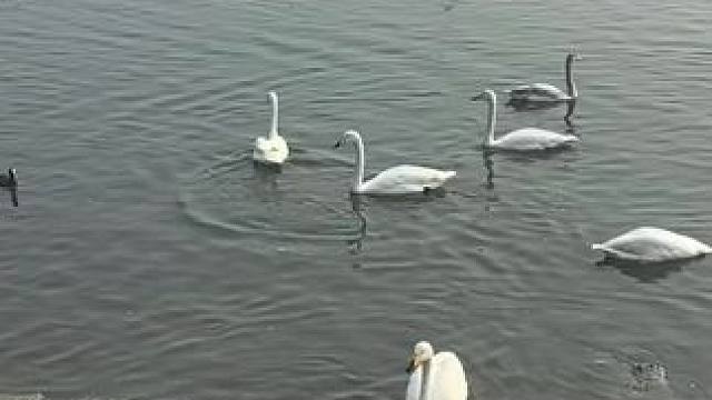 #天鹅 万中无一，独自美丽且自信