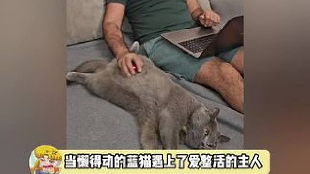 只有养过猫的人才知道这猫的脾气有多好