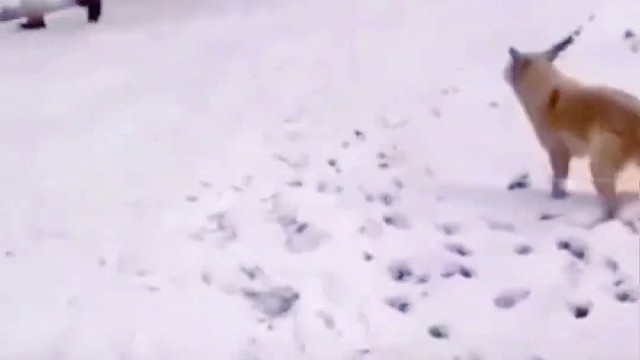 狗不怕二条腿，怕四条腿？