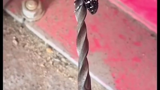 说明它没脑垂体