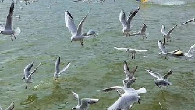 来吹吹滇池的风#海埂大坝 #去有风的地方看海鸥飞翔