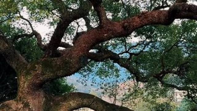 #治愈系风景 #古镇 #春节回家 #春节出游攻略来了 #慢下来看世界 福建文旅不宣传糊涂啊