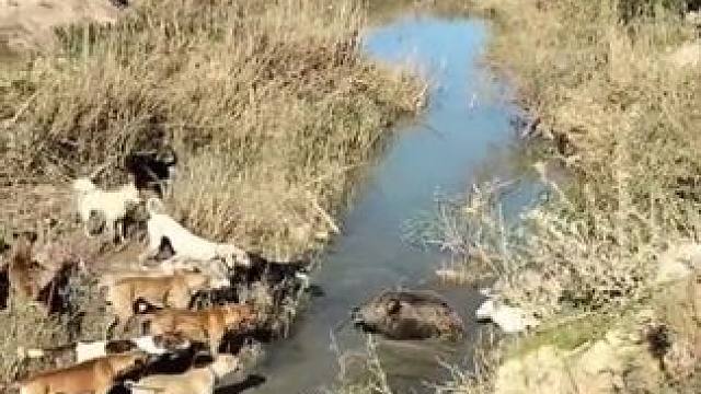 野生动物零距离~