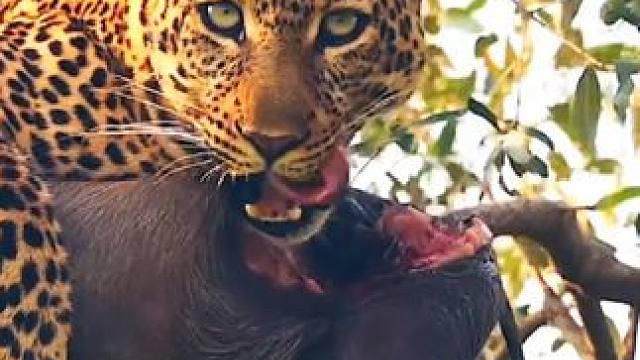 野生动物零距离~