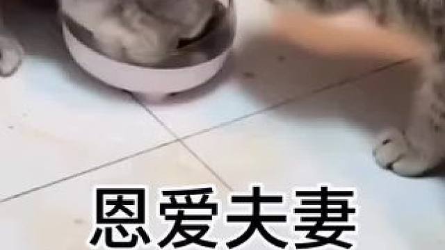 #看一遍笑一遍 #情侣猫