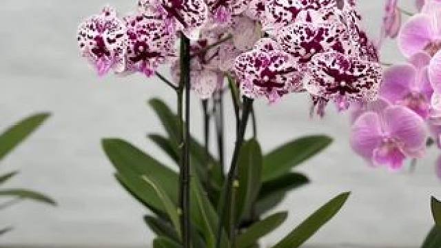 蝴蝶兰厅展览5期
#精品兰花 带你去赏花 #客厅蝴蝶兰 #花开富贵好运来 #好看的花一定要分享