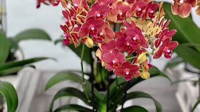 蝴蝶兰厅展览4期#精品兰花 带你去赏花 #花开富贵好运来 #客厅蝴蝶兰 #好看的花一定要分享给
