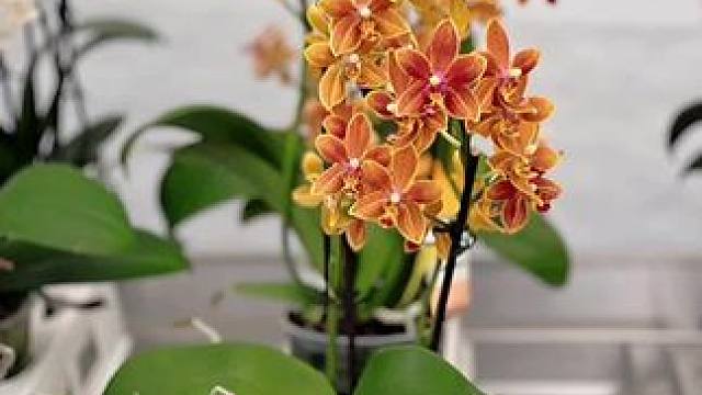 新品蝴蝶兰2期#精品兰花 #客厅蝴蝶兰 #花开富贵好运来 #蛋仔陪你过龙年